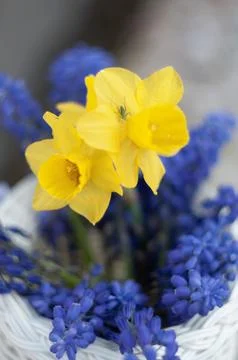 Selective focus, bouquet of spring yellow daffodils and blue muscari,grasshopper Stock Photos