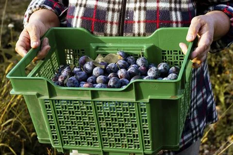 Selective focus on the box with plums and the hand that holds the box Stock Photos