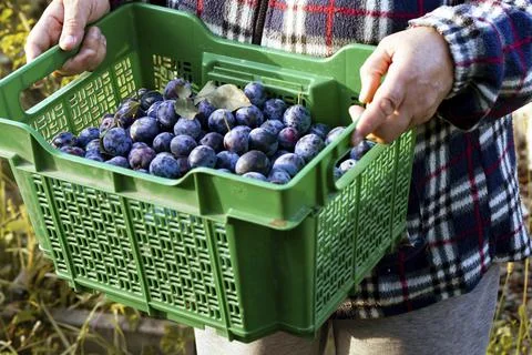 Selective focus on the box with plums and the hand that holds the box Фото