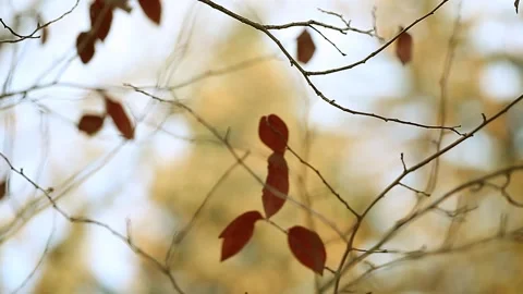 Selective focus on branches with the last leaves swaying in the wind Stock Footage 153380310