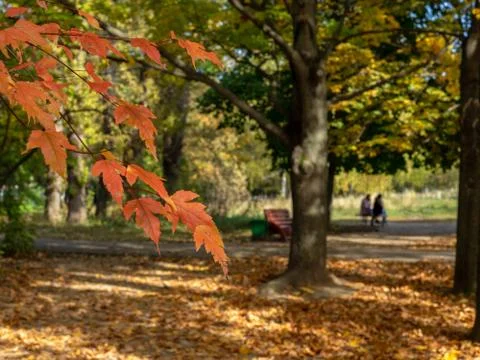 Selective focus on branches with red leaves. On a blurred background, a pictu Stock Photos