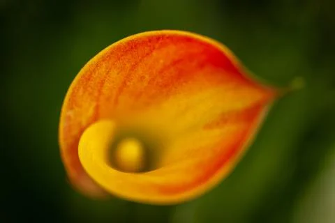 Selective focus of a bright calla flower Stock Photos