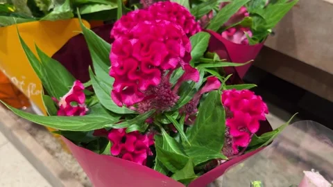 Selective focus bright crimson flower beautifully wrapped Stock Footage 344954977