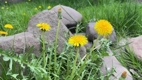 Selective focus bright dandelion flowers in meadow Stock Footage 334328548