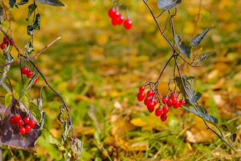 Selective focus on bright red berries on the branches on a sunny autumn day. Stock Photos
