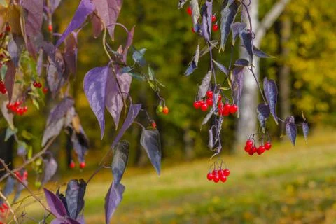 Selective focus on bright red berries on the branches on a sunny autumn day. Stock Photos
