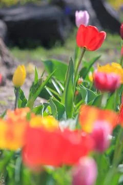 Selective focus on a bright red tulip in a spring garden bed under warm day.. Foto stock