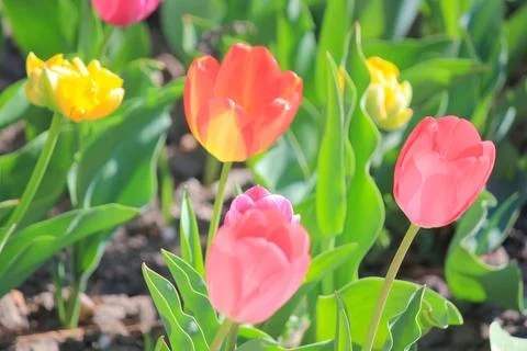 Selective focus on a bright red tulip in a spring garden bed under warm day.. Foto stock
