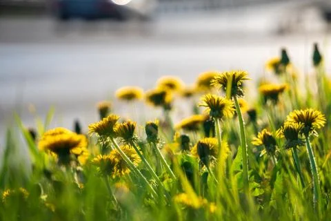Selective focus. Bright spring dandelions blooming near the roadside. Green g Stock Photos