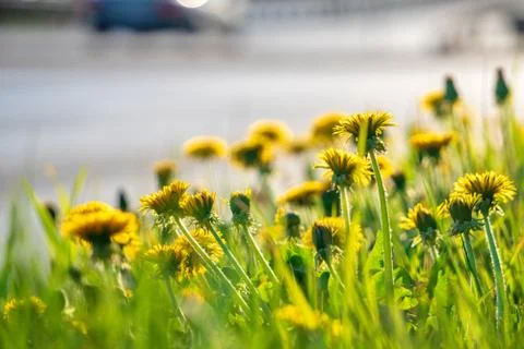 Selective focus. Bright spring dandelions blooming near the roadside. Green g Stock Photos
