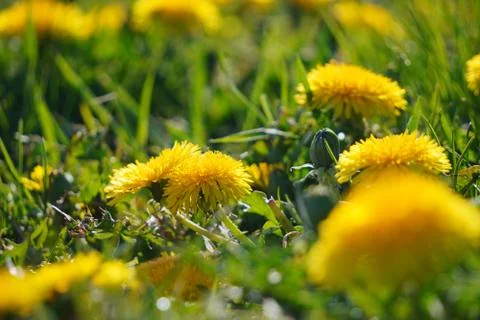 Selective focus. Bright spring dandelions blooming near the roadside. Green g Stock Photos