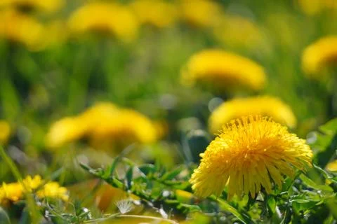 Selective focus. Bright spring dandelions blooming near the roadside. Green g Stock Photos