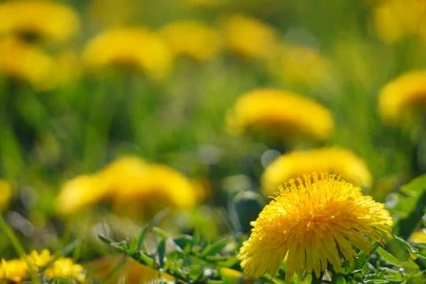 Selective focus. Bright spring dandelions blooming near the roadside. Green g Stock Photos