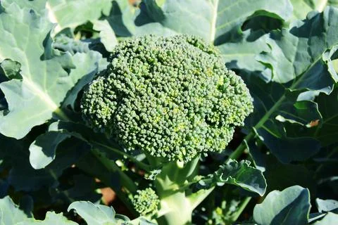 Selective focus of broccoli cabbage on the plot. broccoli cabbage growing con Stock Photos