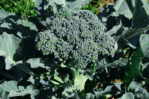 Selective focus of broccoli cabbage on the plot. broccoli cabbage growing con Stock Photos