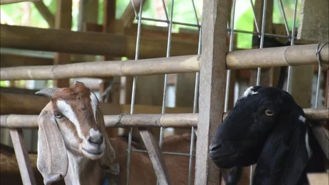 Selective focus of brown and black goat head on goat pen Stock Footage 238680348