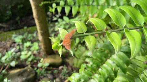 Selective focus of brown butterfly Video stock 328338778