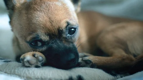 Selective focus on a brown chihuahua lying on its heat pad.  Stock Footage 123861899
