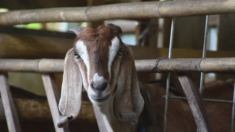 Selective focus of brown goat head look at the camera on goat pen Stock Footage 238680328