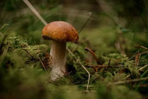 Selective focus on brown mushroom cap. Natural wild forest mushrooms. Stock-Fotos