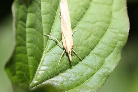Selective focus of the bug on the green leaf Stock Photos