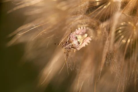 Selective focus. Bug .Stink beetle sits on dandelion. Stock Photos
