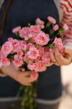 Selective focus of bunch of tender pink carnation flowers in woman hands. Close Foto stock