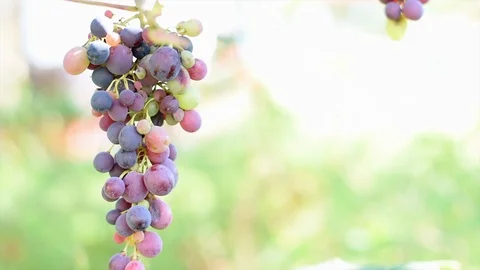 Selective focus on bunches of ripe red wine grapes on vine moving in the wind Stock Footage 118314956
