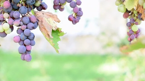 Selective focus on bunches of ripe red wine grapes on vine moving in the wind Stock Footage 118314963
