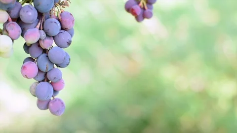 Selective focus on bunches of ripe red wine grapes on vine moving in the wind Stock Footage 118316213