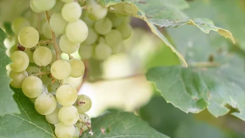 Selective focus on bunches of ripe white wine grapes on vine moving in the wind. Stock Footage 118314017