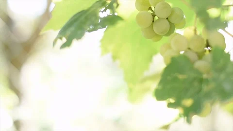 Selective focus on bunches of ripe white wine grapes on vine moving in the wind. Stock Footage 118315880