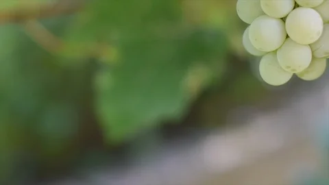 Selective focus on bunches of ripe white wine grapes on vine moving in the wind. Stock Footage 118316868