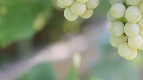 Selective focus on bunches of ripe white wine grapes on vine moving in the wind. Stock Footage 118317862