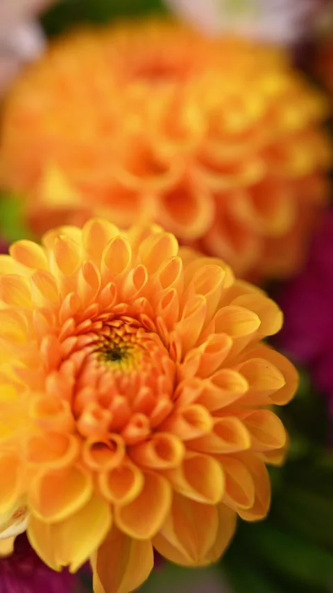 Selective focus Bush of autumnal orange red chrysanthemums and violet dahlia Stock Footage 311800744