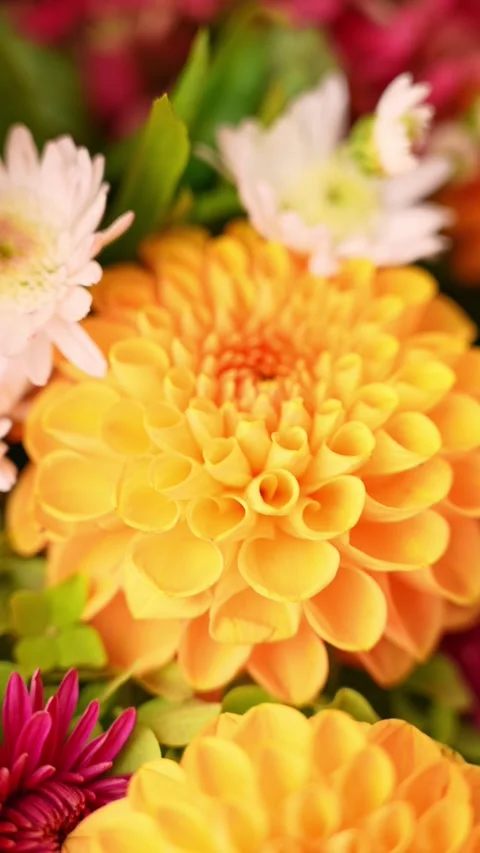 Selective focus Bush of autumnal orange red chrysanthemums and violet dahlia Stock Footage 316068634
