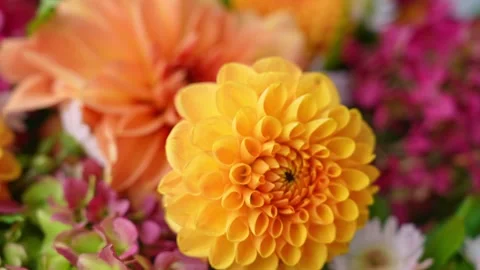 Selective focus Bush of autumnal orange red chrysanthemums and violet dahlia Stock Footage 316069987