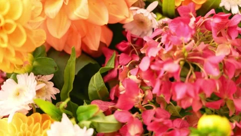 Selective focus Bush of autumnal orange red chrysanthemums and violet dahlia Stock Footage 316070037