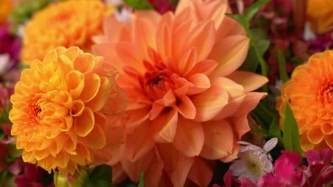 Selective focus Bush of autumnal orange red chrysanthemums and violet dahlia Stock Footage 316072844
