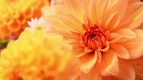 Selective focus Bush of autumnal orange red chrysanthemums and violet dahlia Stock Footage 317632526