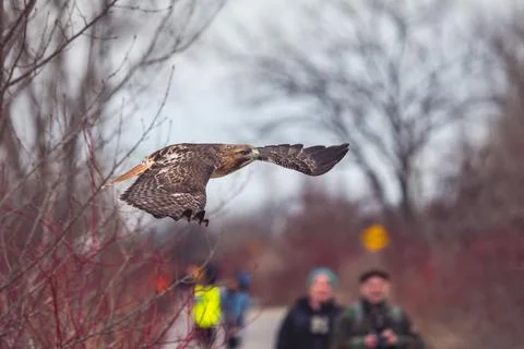 Selective focus of a Buzzard eagle flying in a park against blurred tourists 写真素材