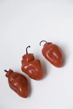 Selective focus of cabe gendot or Dieng chilli habanero, the popular chilli.. Stock Photos