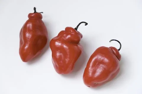 Selective focus of cabe gendot or Dieng chilli habanero, the popular chilli.. Stock Photos
