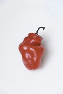 Selective focus of cabe gendot or Dieng chilli habanero, the popular chilli.. Stock Photos