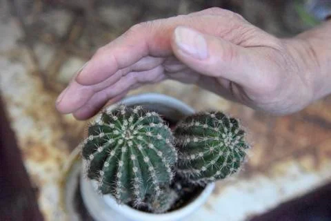 Selective focus at the cactus, covered from the side with the mans hand Stock Photos