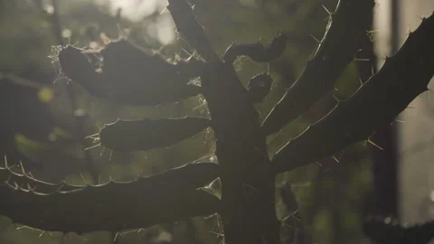 Selective focus on cactus silhouette with spider web at sunset Stock Footage 152667970