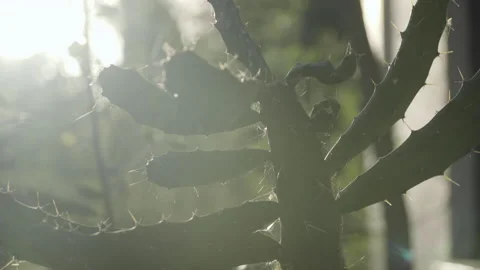 Selective focus on cactus silhouette with spider web at sunset Stock Footage 152667991