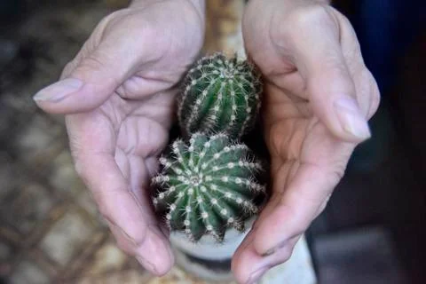 Selective focus at the cactus, surrounded with the mans hands Stock Photos