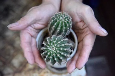 Selective focus at the cactus, surrounded with the mans hands Stock Photos