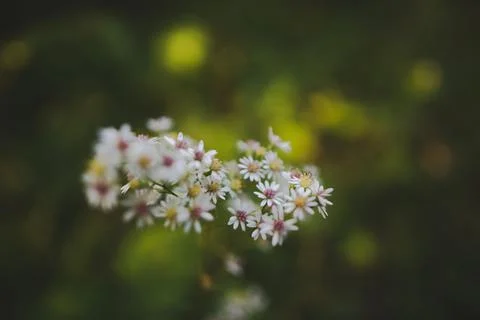 Selective focus of Calico asters with blurred background of bokeh lights Foto stock